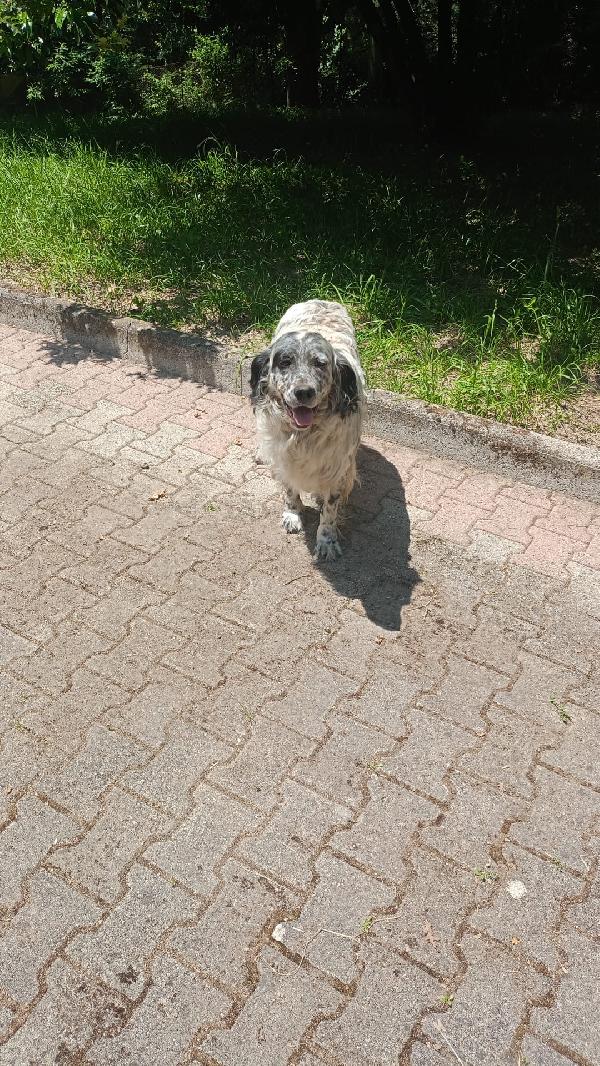 Buongiorno Sono Spillo!